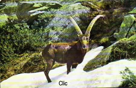 Cartes Postales Anciennes Animaux Sauvages